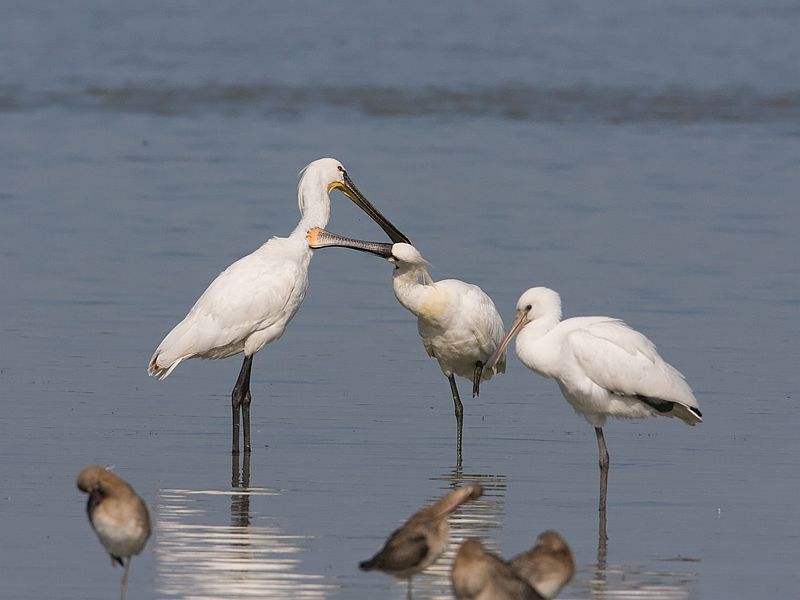 Platalea leucorodia Lepelaar Eurasian Spoonbill